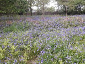 Shuttleton Common